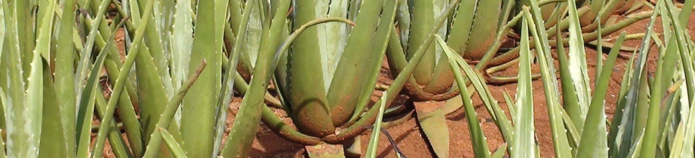BiAloe - The Perfection of Aloe vera Processing™