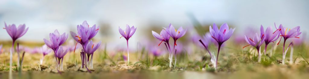 Saffron flowers on field